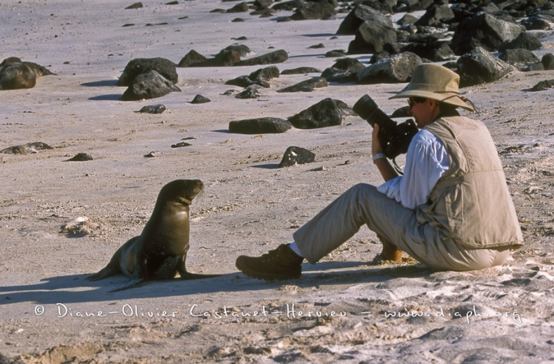 l'otarie et la photographe