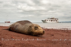 Otarie des Galapagos (Zalophus wollebaeki)