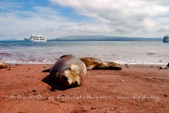 A la plage - Otaries des galapagos (Zalophus californianus wollebaeki)