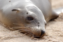 Otaries des galapagos (Zalophus californianus wollebaeki)