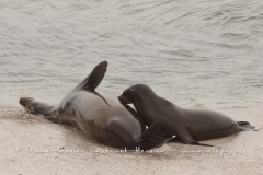 Otaries des galapagos (Zalophus californianus wollebaeki)