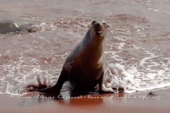 Otaries des galapagos (Zalophus californianus wollebaeki)