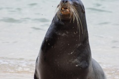 Otaries des galapagos (Zalophus californianus wollebaeki)