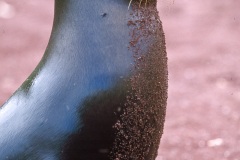 Otaries des galapagos (Zalophus californianus wollebaeki)