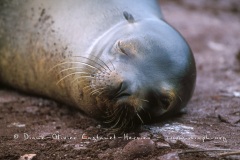 Otaries des galapagos (Zalophus californianus wollebaeki)