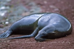 Otaries des galapagos (Zalophus californianus wollebaeki)