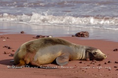 Otaries des galapagos (Zalophus californianus wollebaeki)