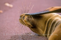 Otaries des galapagos (Zalophus californianus wollebaeki)