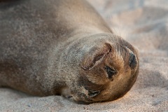 Otarie des Galapagos (Zalophus wollebaeki)