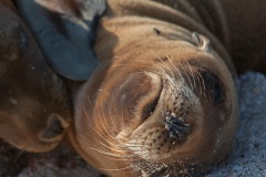 Otarie des Galapagos (Zalophus wollebaeki)