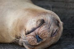 Otarie des Galapagos (Zalophus wollebaeki)