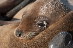 Otarie des Galapagos (Zalophus wollebaeki)