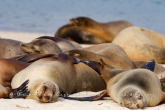 Otaries des galapagos (Zalophus californianus wollebaeki)