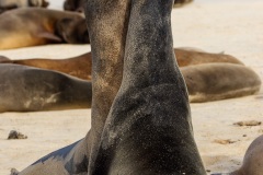 Otaries des galapagos (Zalophus californianus wollebaeki)