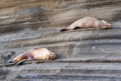 Otarie des Galapagos (Zalophus wollebaeki)