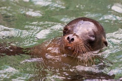 Otarie des Galapagos (Zalophus wollebaeki)