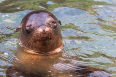 Otarie des Galapagos (Zalophus wollebaeki)