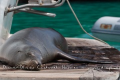 Otarie des Galapagos (Zalophus wollebaeki)