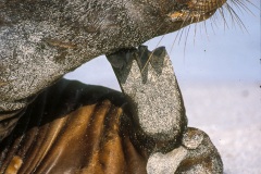 Otaries des galapagos (Zalophus californianus wollebaeki)