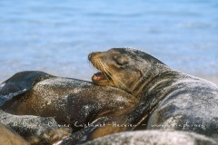 Otaries des galapagos (Zalophus californianus wollebaeki)