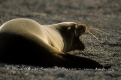 Otaries des galapagos (Zalophus californianus wollebaeki)