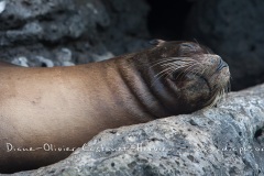 Otarie des Galapagos (Zalophus wollebaeki)