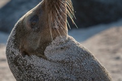 Otarie des Galapagos (Zalophus wollebaeki)