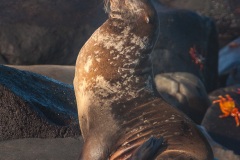 Otarie des Galapagos (Zalophus wollebaeki)