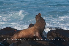 Otarie des Galapagos (Zalophus wollebaeki)