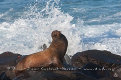 Otarie des Galapagos (Zalophus wollebaeki)