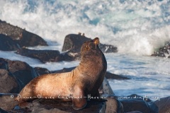 Otarie des Galapagos (Zalophus wollebaeki)