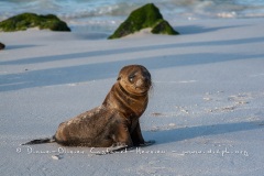 Otarie des Galapagos (Zalophus wollebaeki)