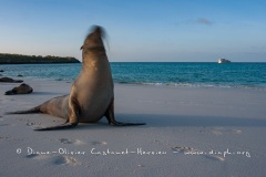 Otarie des Galapagos (Zalophus wollebaeki)