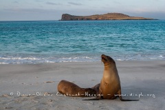 Otarie des Galapagos (Zalophus wollebaeki)