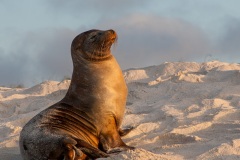 Otarie des Galapagos (Zalophus wollebaeki)