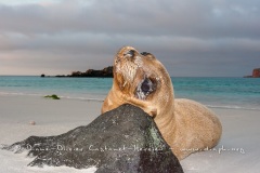 Otarie des Galapagos (Zalophus wollebaeki)