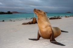 Otarie des Galapagos (Zalophus wollebaeki)