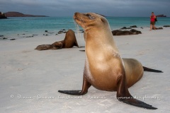 Otarie des Galapagos (Zalophus wollebaeki)