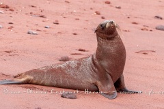 Otarie des Galapagos (Zalophus wollebaeki)