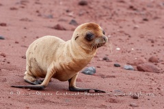 Otarie des Galapagos (Zalophus wollebaeki)