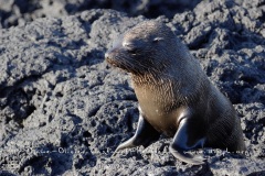 Otarie à  fourrure des Galapagos (Arctocephalus galapagoensis) - île de Santiago - Galapagos