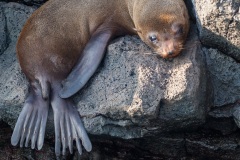 otarie à fourrure des Galapagos (Arctocephalus galapagoensis)
