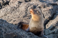 otarie à fourrure des Galapagos (Arctocephalus galapagoensis)