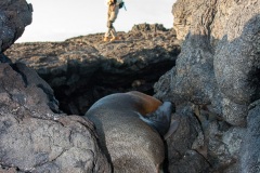 otarie à fourrure des Galapagos (Arctocephalus galapagoensis) et Photographe