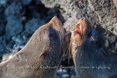 otarie à fourrure des Galapagos (Arctocephalus galapagoensis)