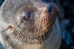 otarie à fourrure des Galapagos (Arctocephalus galapagoensis)