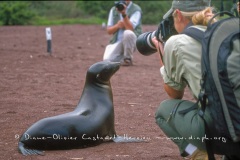 L'Otaries des galapagos (Zalophus californianus wollebaeki) et les photographes