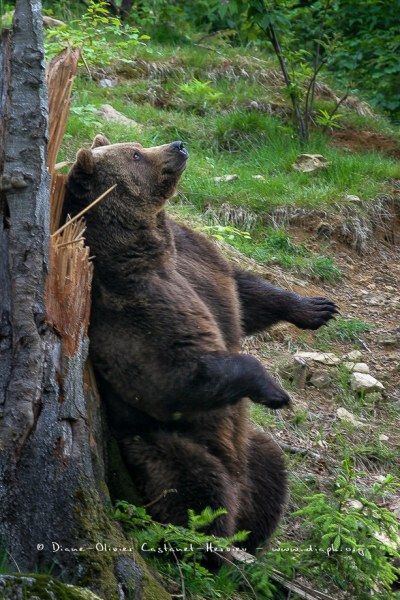 Ours brun d'Europe (Ursus arctos arctos)