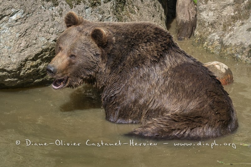 Ours brun d'Europe (Ursus arctos arctos)