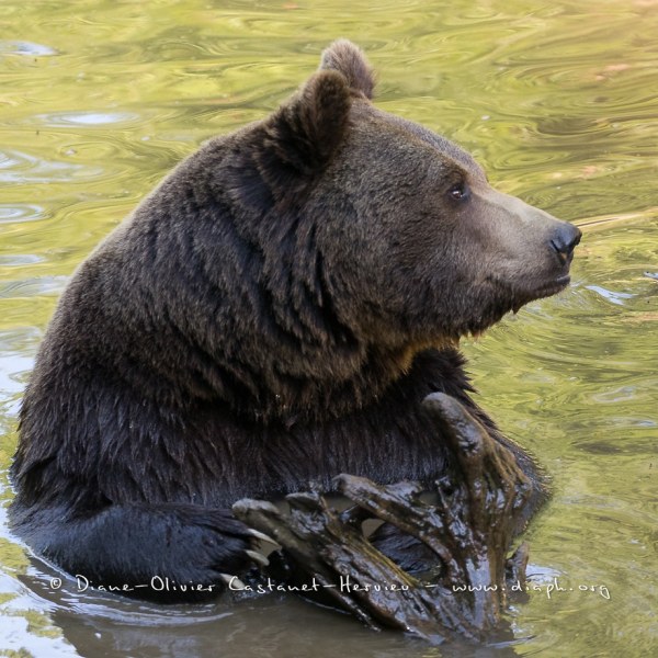 Ours brun d'Europe (Ursus arctos arctos)